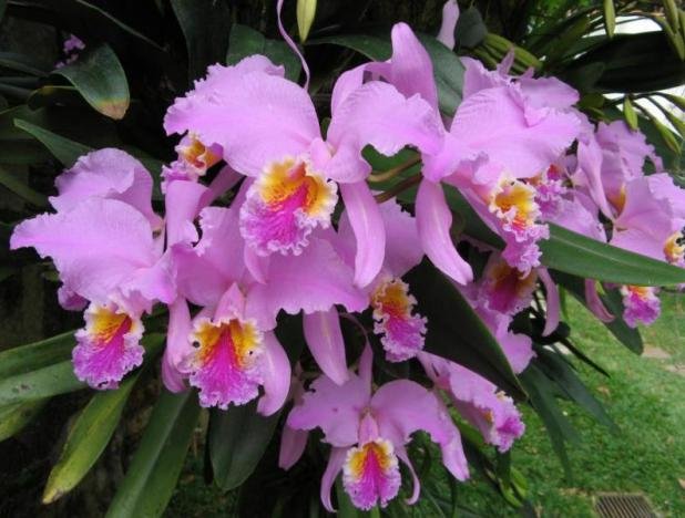 achat-vente-orchidee-botanique-cattleya-mossiae.jpg