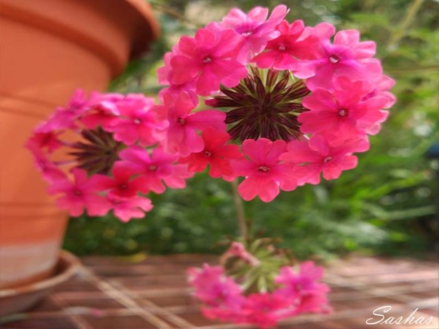 verbena-hybrida-pink-blooming.jpg