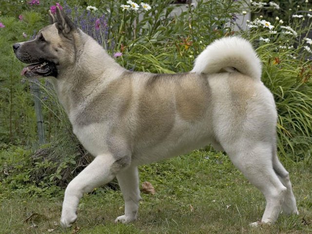 akita.jpg