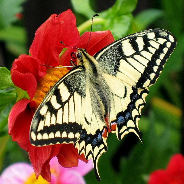 Fesoj_-_Papilio_machaon_(by).jpg