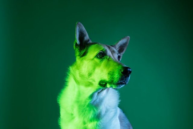 retrato-pastor-aleman-perro-gradiente-iluminacion_23-2149277236.jpg