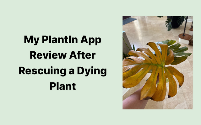 PlantIn (2).png
