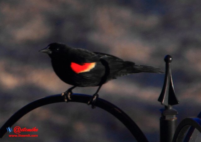 Red-Winged Blackbird IMG_0343.JPG