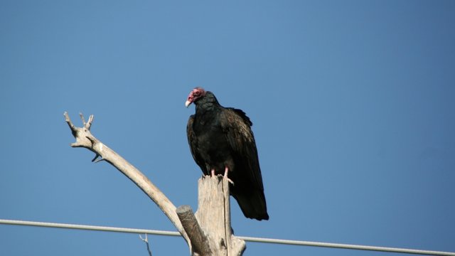 vulture05.JPG