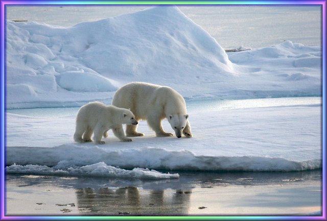 banquise-ours-blanc-Martha-de-Jong-Lantink--1-.jpg