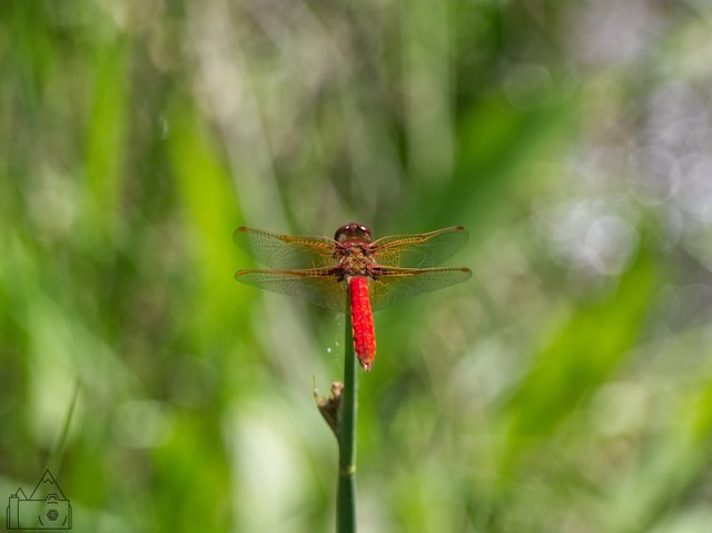 Dragonfly 1.jpg