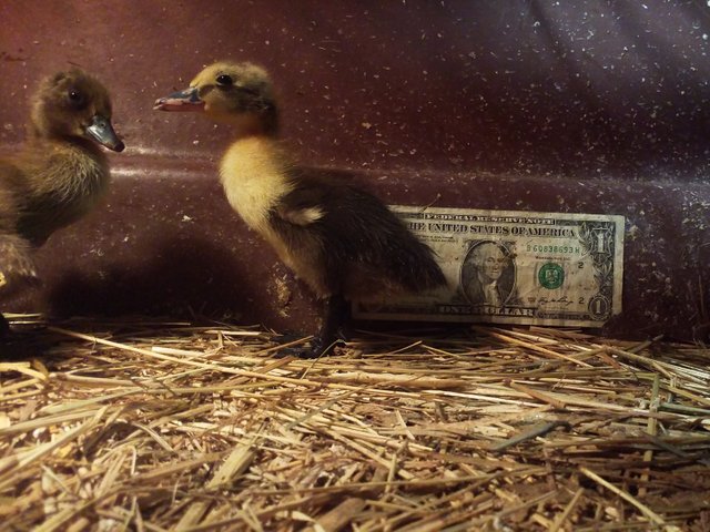 Baby Ducks and the Dollar 1.jpg