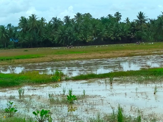 Sawah (12).jpg