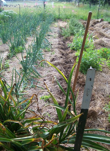 Digging garlic - 4th row done crop July 2019.jpg
