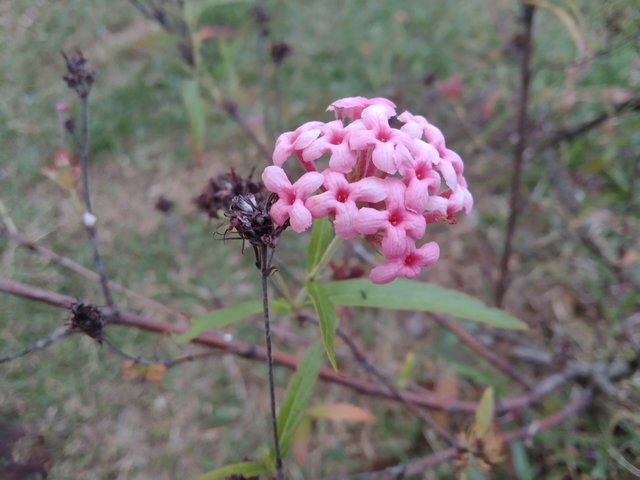 IMG_20250602_180648.jpg