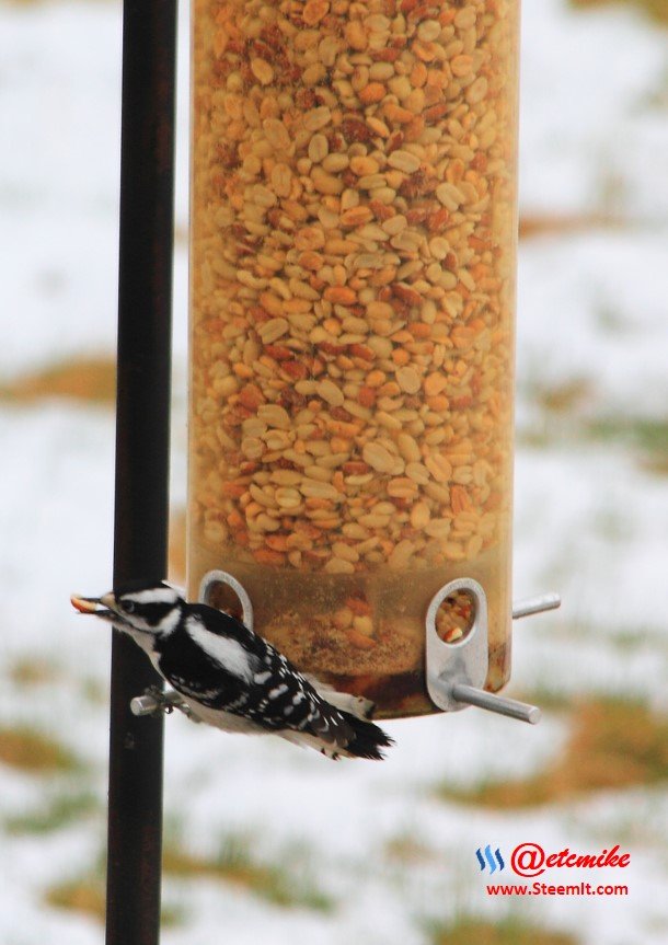 Downy Woodpecker IMG_0224.JPG