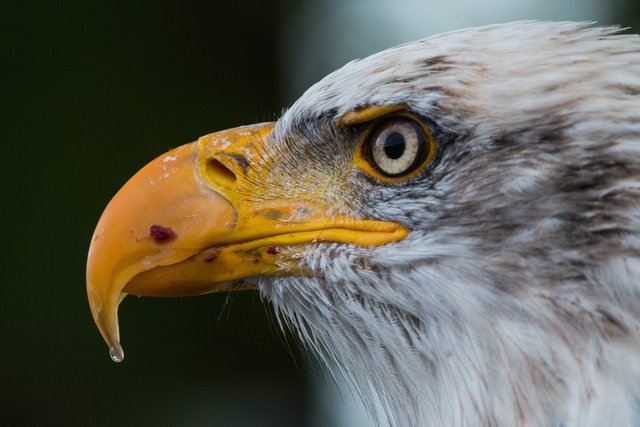 bald-eagle-g4de0c5899_1920.jpg