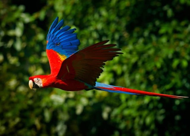 beautiful-scarlet-macaw-flying-768x548.jpg