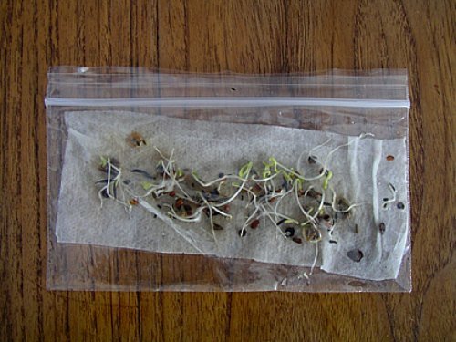 germination-of-baptisia-australis898.jpg
