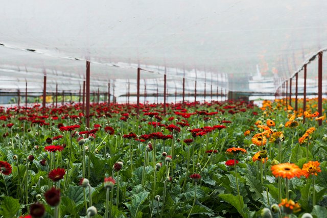 long-shot-flowers-inside-greenhouse.jpg