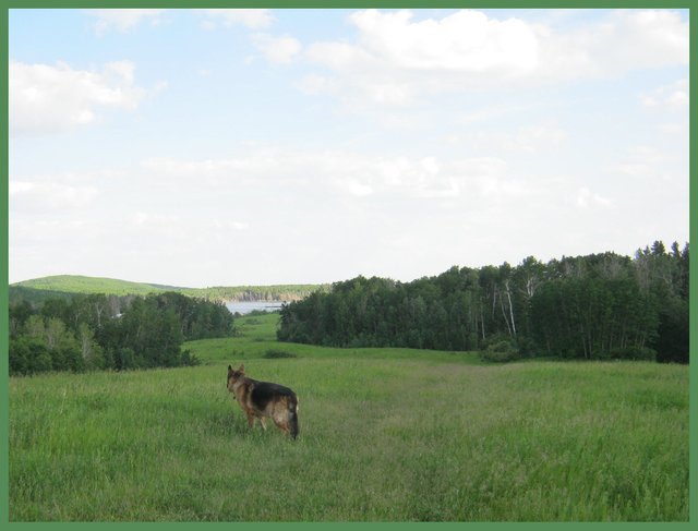 Bruno on top of hill looking towards the lake.JPG