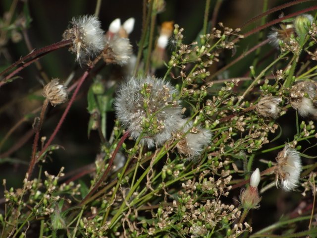 DSCF5549.JPG