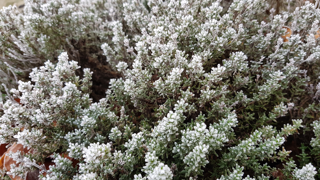 thyme.png