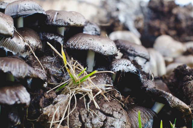 Mushrooms growing in the grass.JPG