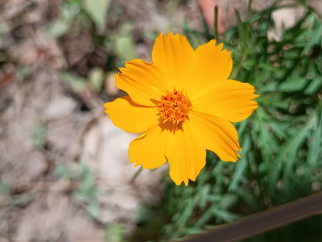 Flor amarilla 2.jpg