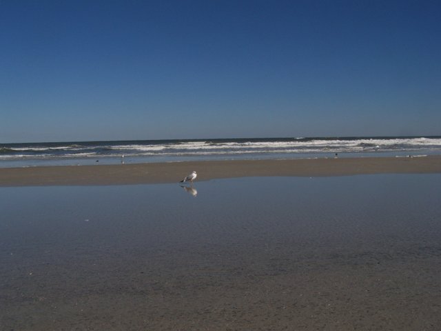 sea gull at beach.JPG