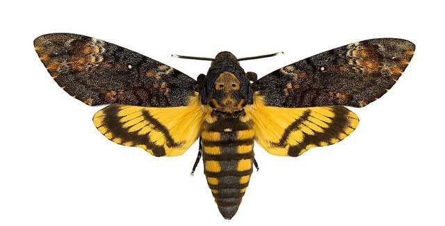 960px-Acherontia_atropos_MHNT.jpg