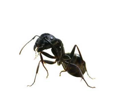 main_ant-camponotus-pennsylvanicus.jpg