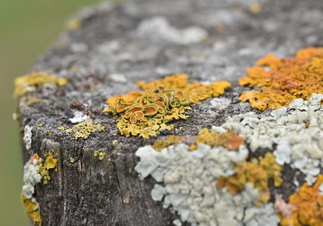 lichen pole 4.jpg