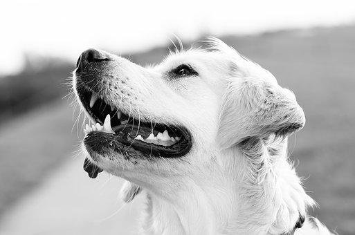 dog-1551699__340 Freude.jpg