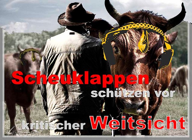 1024_scheuklappen_stier.jpg