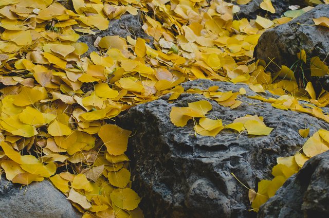 Yellow fallen leaves all over the park stones.JPG