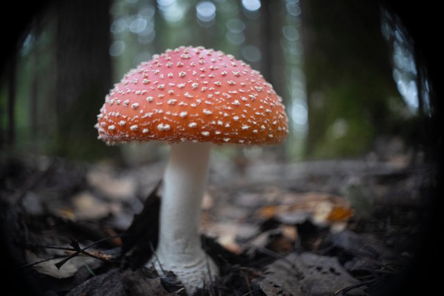 DSC05476.jpg