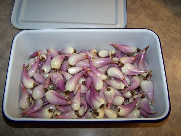 Shallots crop August 2019.jpg