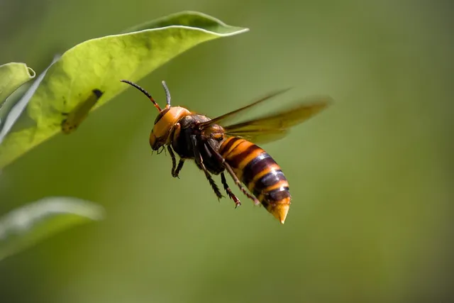 asian-giant-hornet-8335577_1280.webp