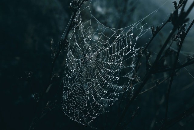 spider-web-8159315_1280.jpg