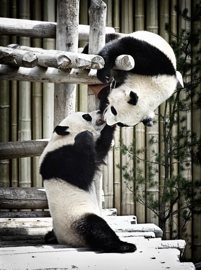 PandaKiss.jpg