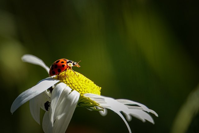 ladybug-7299002_1280.jpg