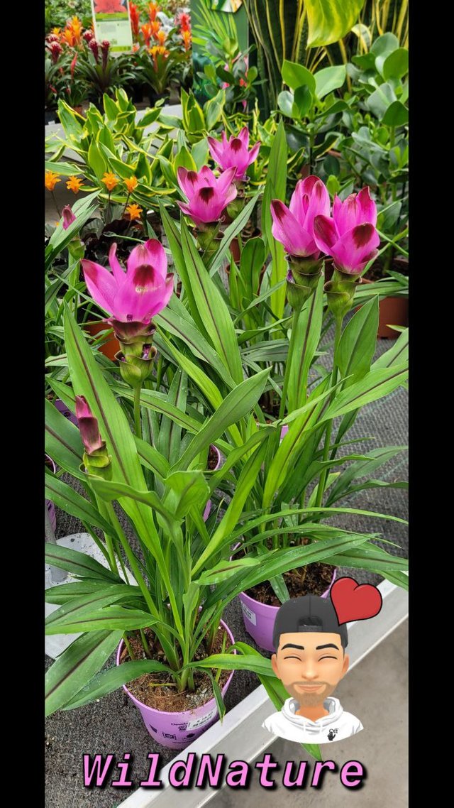 Tulipano siamese 2.jpg