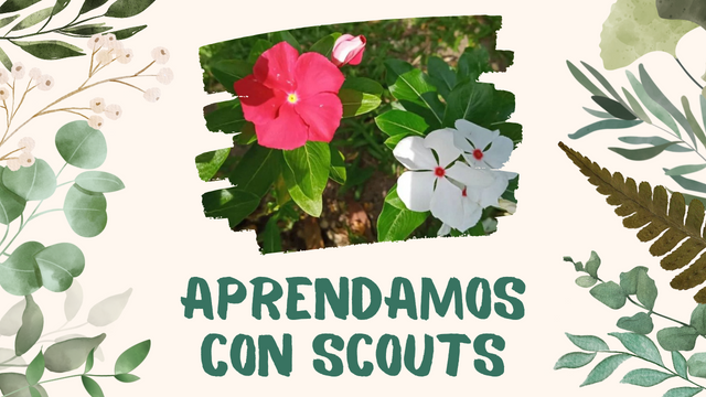 Aprende con scouts.png