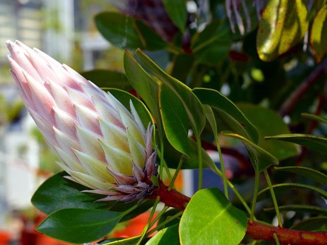 protea-2299215__480.jpg