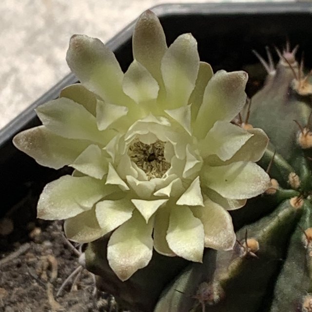 cacti21.jpg