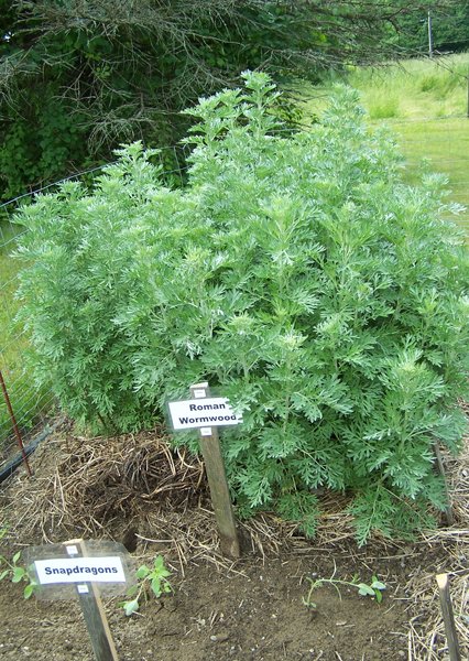 New Herb garden - Row 1 - Roman wormwood crop June 2018.jpg