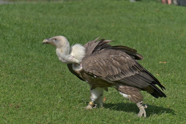 vulture-7394462_1280.jpg