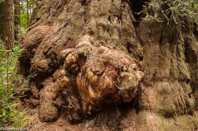 Gnarly Tree (1 of 1).jpg