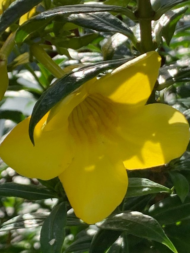 flower106.jpg