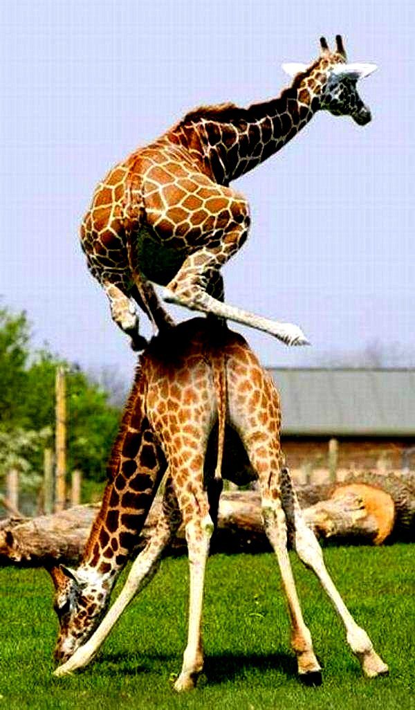 hijinks-giraffes-get-up-to-animals-at-play-wildlife-leap-frog-the-flying-tortoise-001.jpg