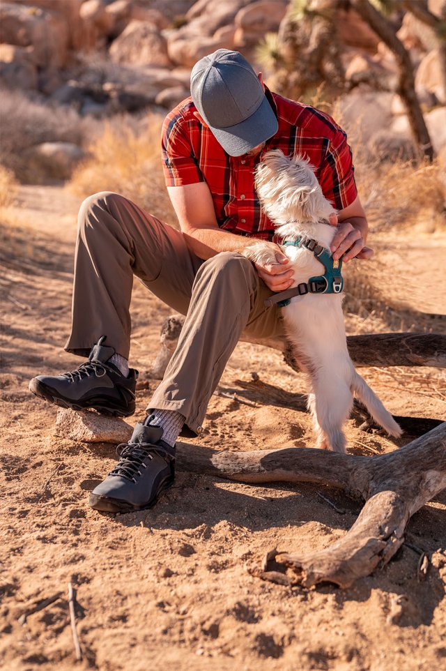 shoe and dog.jpg