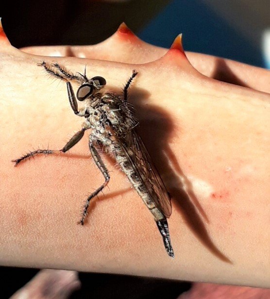 robber fly1.jpg