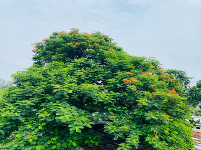 IMG_0438.jpeg
