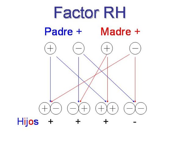Factor_rh.jpg